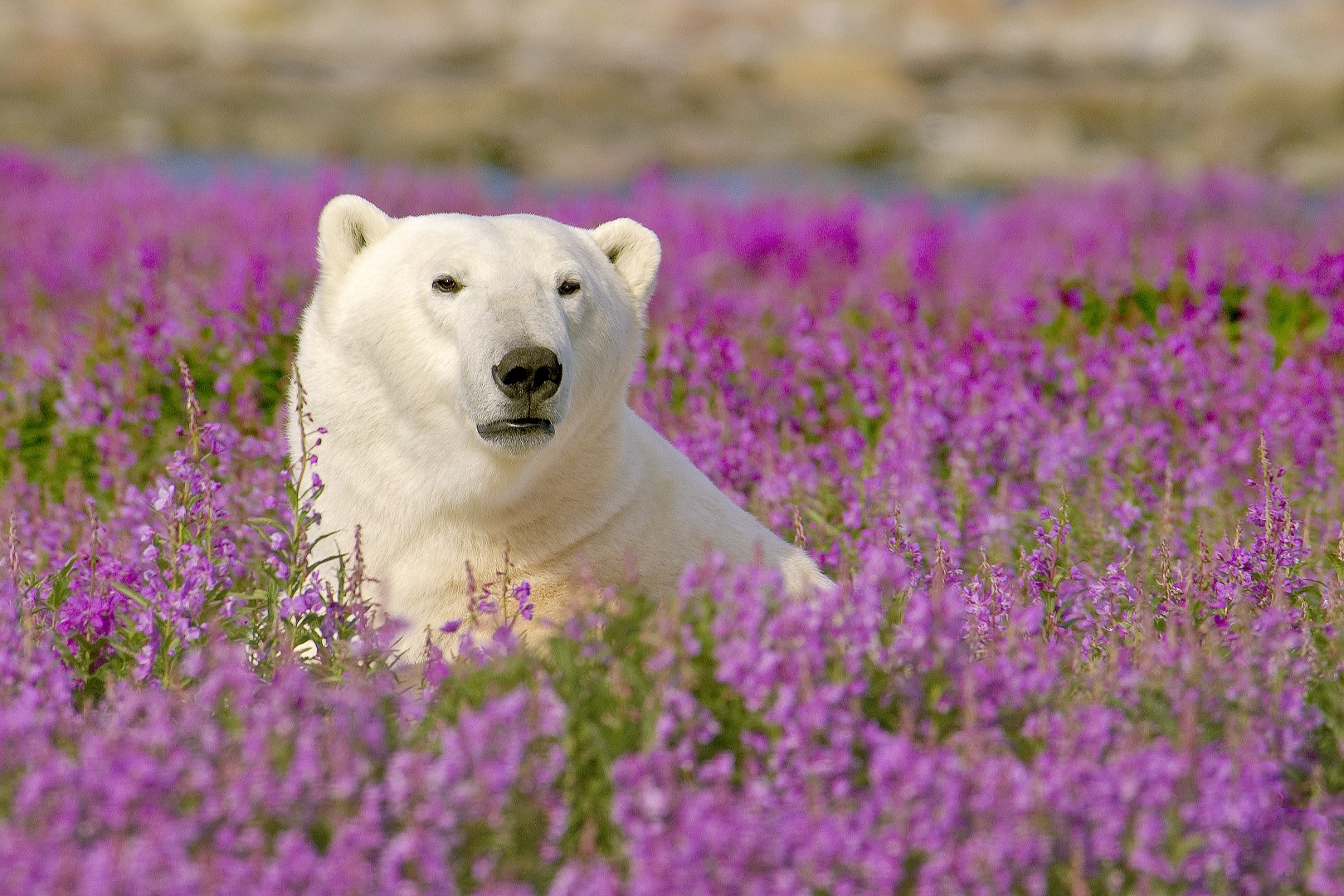 Tourism Stakeholders in Manitoba Explore Feasibility of Industry Association